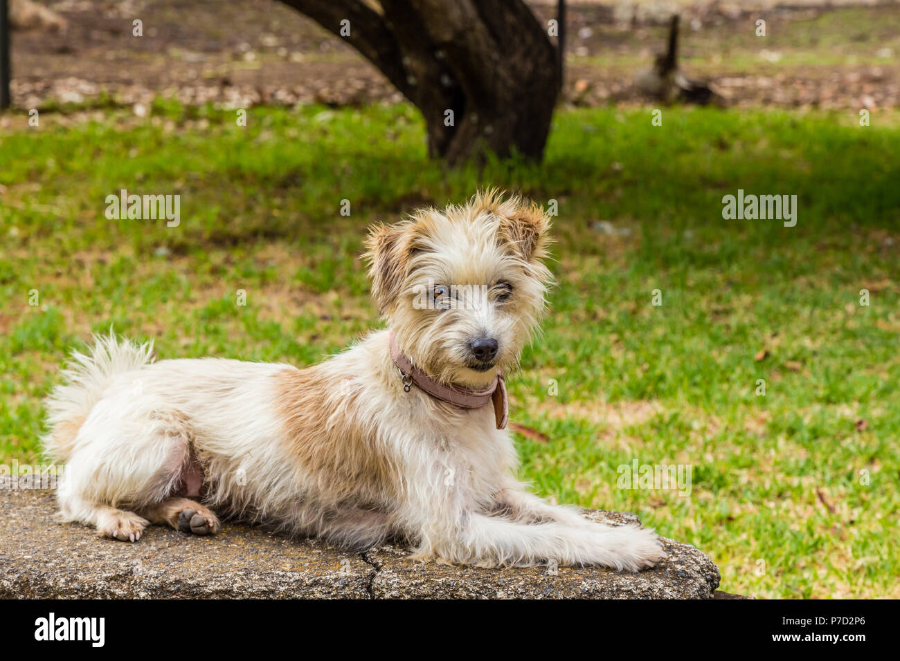 Drahtig Jack Russell Terrier, der lag auf einer Wand. Stockfoto