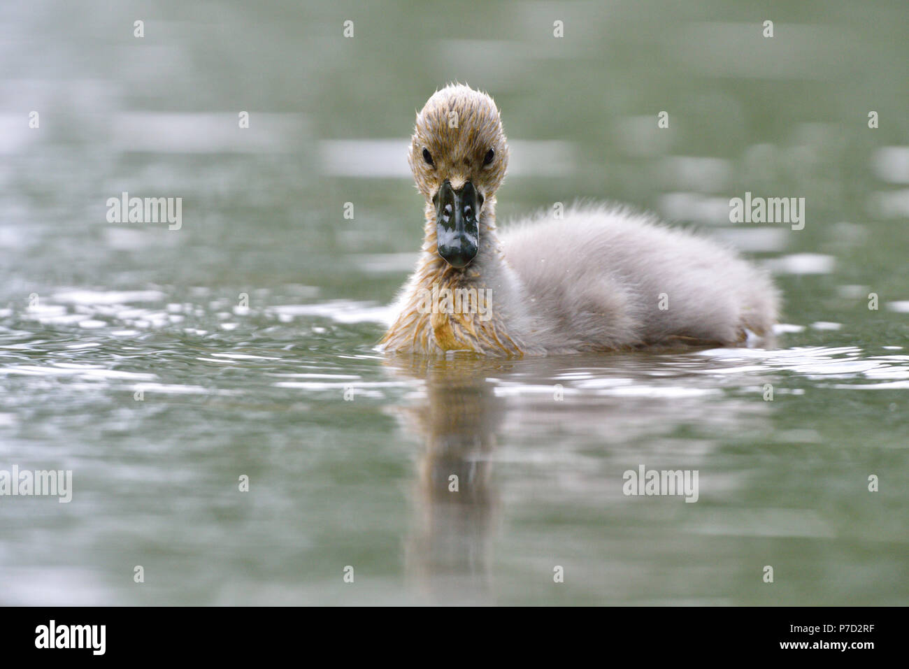Junger Höckerschwan (Cygnus olor) auf einem Teich im Biosphärenreservat Oberlausitzer Heide- und Teichlandschaft, Oberlausitz, Deutschland Stockfoto