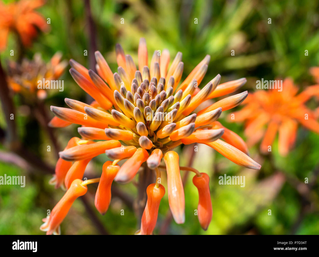 Aloe maculata Makro-ansicht am Frühling Stockfoto