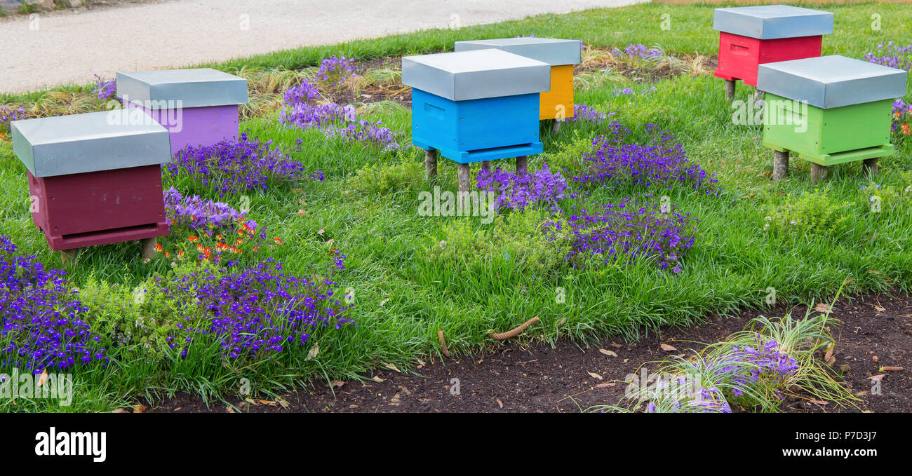 Eine Reihe der farbigen Bienenvölker in einem Feld von Blumen. Stockfoto