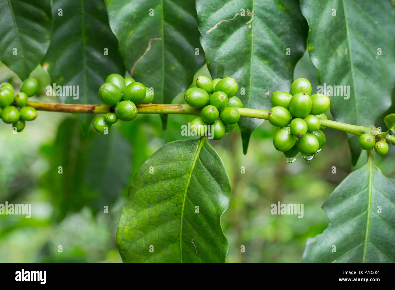 Green cherry Kaffee Baum im Norden von Thailand Stockfoto