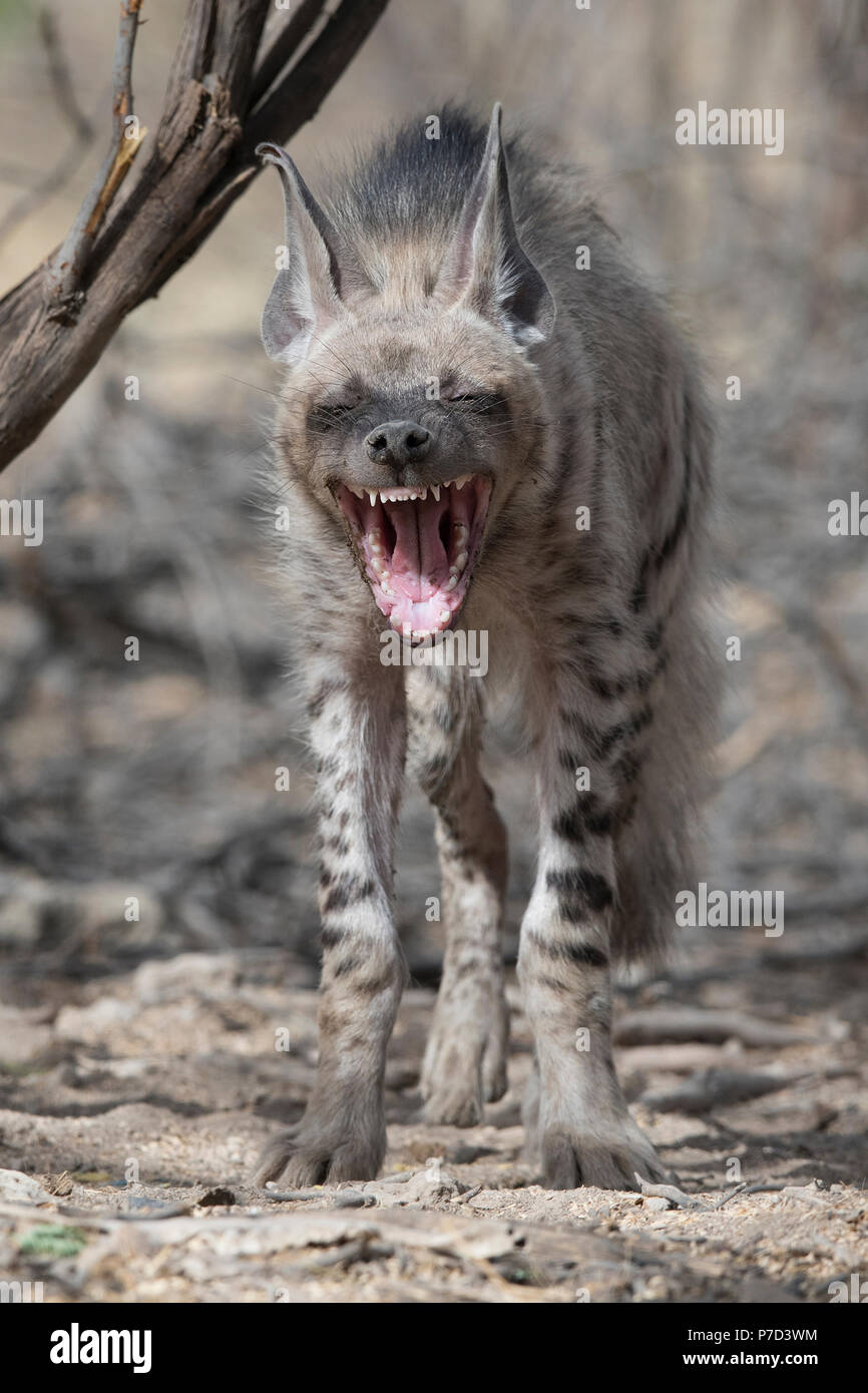 Das Bild der gestreifte Hyänen (Hyaena hyaena) in Kutch, Gujarat, Indien Stockfoto