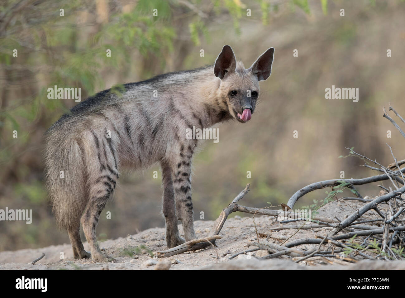 Das Bild der gestreifte Hyänen (Hyaena hyaena) in Kutch, Gujarat, Indien Stockfoto