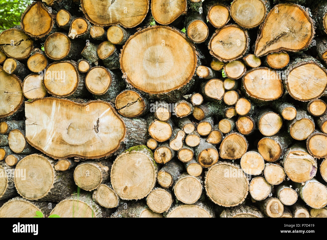 Sortierte Schneiden und Stapeln Pinus, kiefer brennholz, das Hintergrundbild Stockfoto