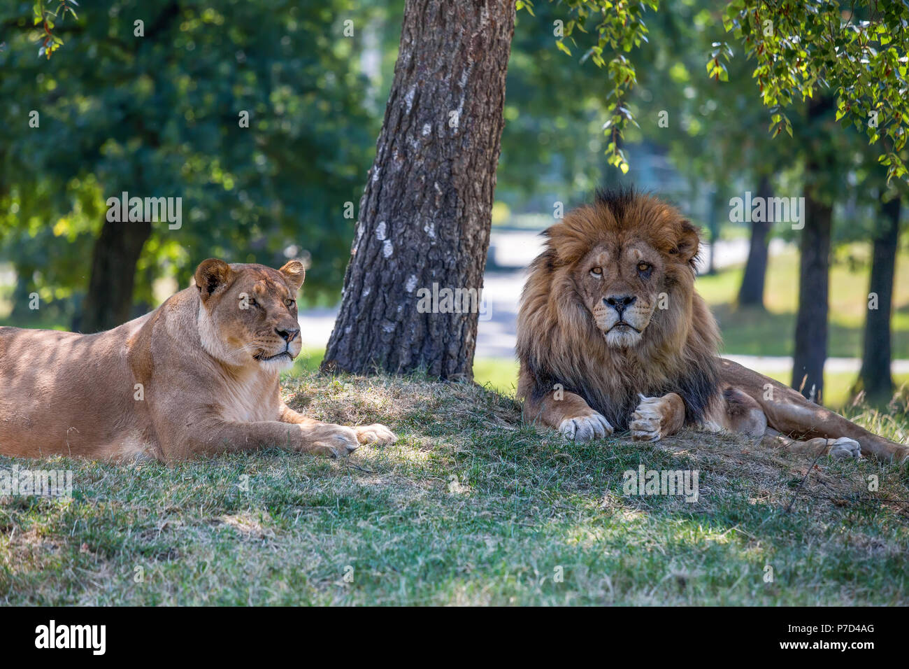 Löwe, Löwin liegen auf dem Rasen. Stockfoto