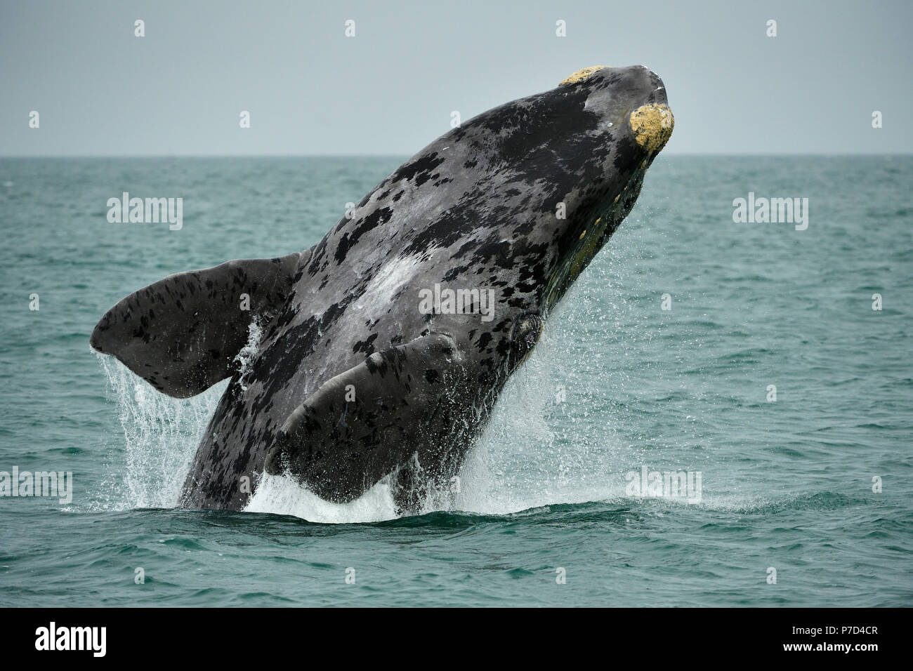 Südkaper (Eubalaena glacialis), Verletzung, springt aus dem Wasser, Lüderitz, Atlantik, Namibia Stockfoto