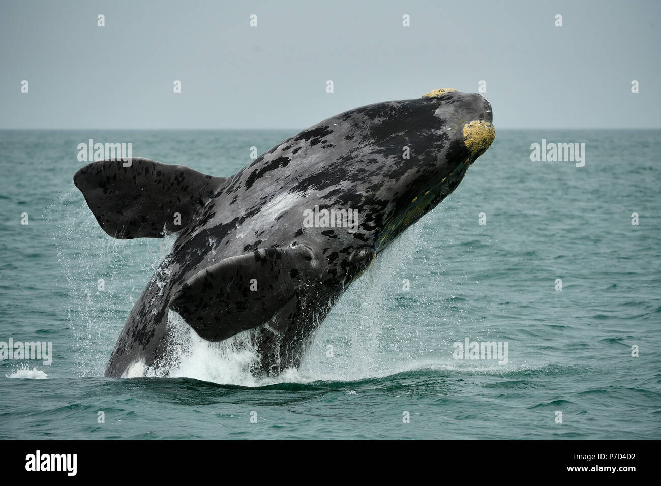Südkaper (Eubalaena glacialis), Verletzung, springt aus dem Wasser, Lüderitz, Atlantik, Namibia Stockfoto