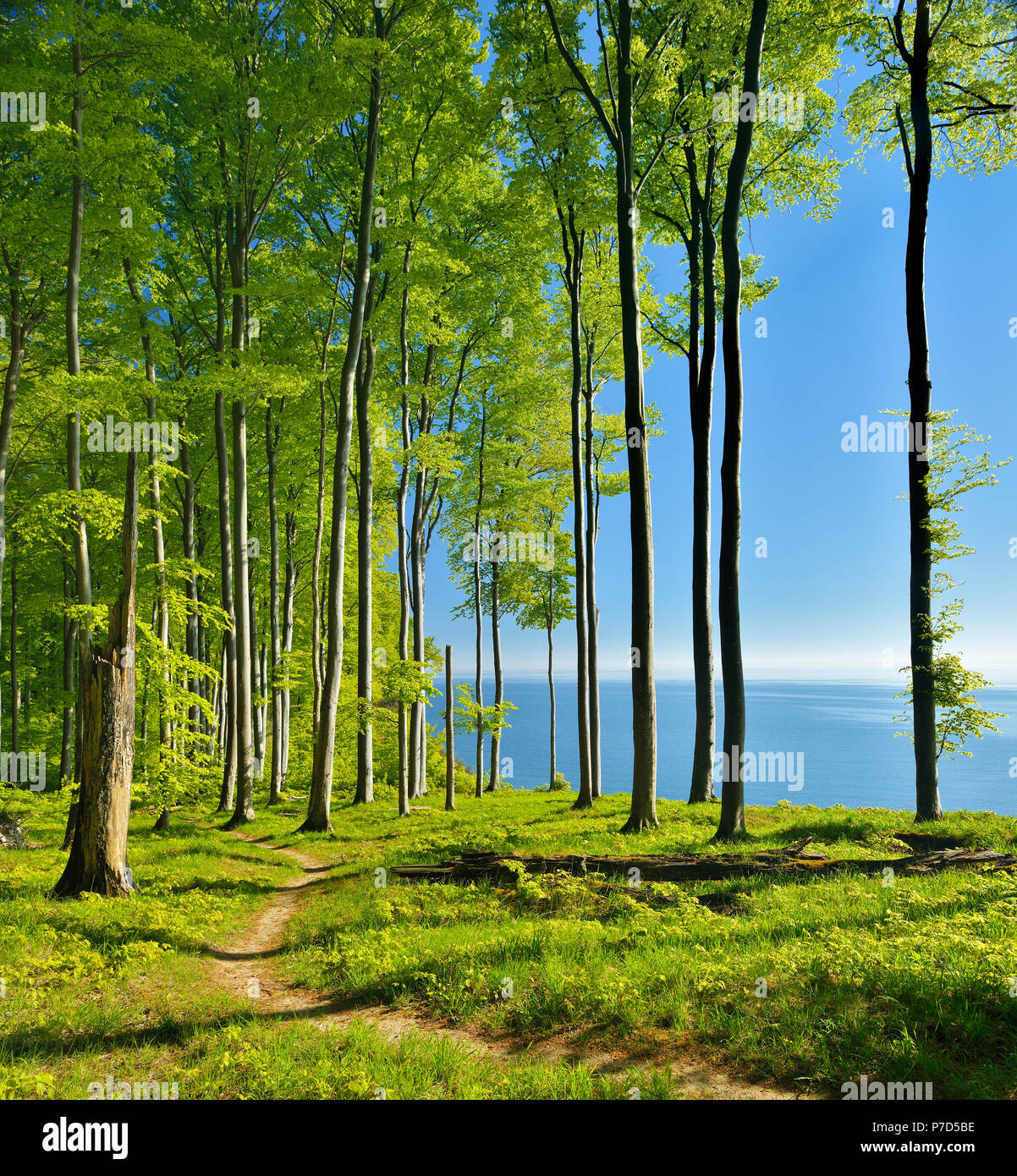 Wanderweg durch Buchenwälder auf der hohen Bank oberhalb der Kreidefelsen im Frühjahr, frisches Grün, mit Blick auf die Ostsee. Stockfoto