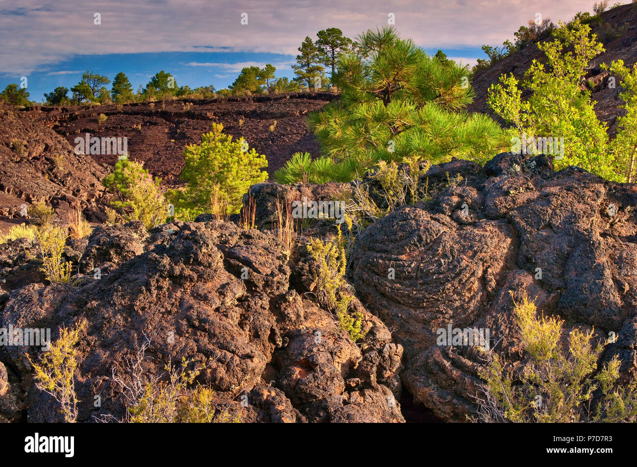 Vulkanischer lava Feld bei Sonnenaufgang in der Lava fällt Bereich bei El Malpais National Monument, New Mexico, USA Stockfoto