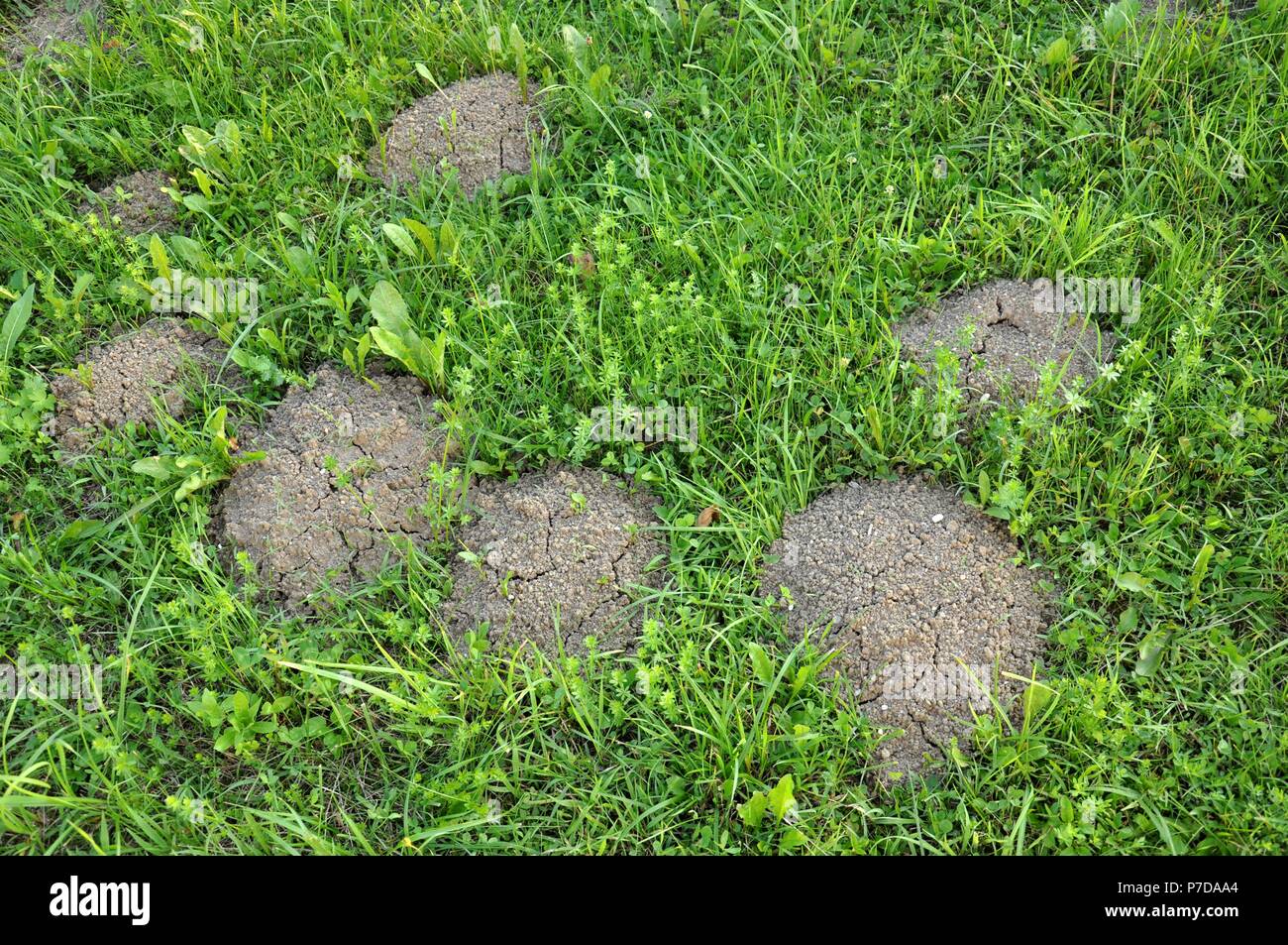 Ameisenhaufen auf dem grünen Rasen im Garten Stockfoto