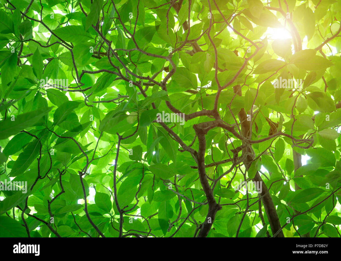 Grüne Cananga odorata Tree, wie die cananga Baum bekannt, ist ein tropischer Baum, der in Indonesien, das im frühen 19. Jahrhundert verbreitete zu Malaysia verursacht wird Stockfoto