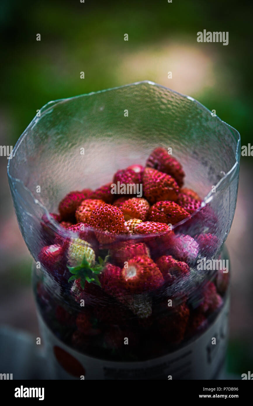 Die frische Erdbeeren Stockfoto