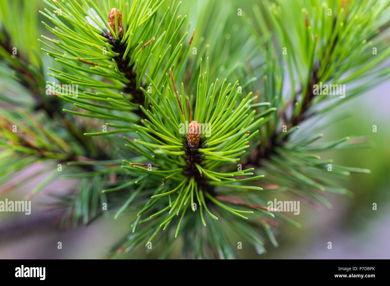 Grüne nasse frische Triebe einer dekorativen Pine Tree nur nach dem Regen. Detailansicht. Stockfoto
