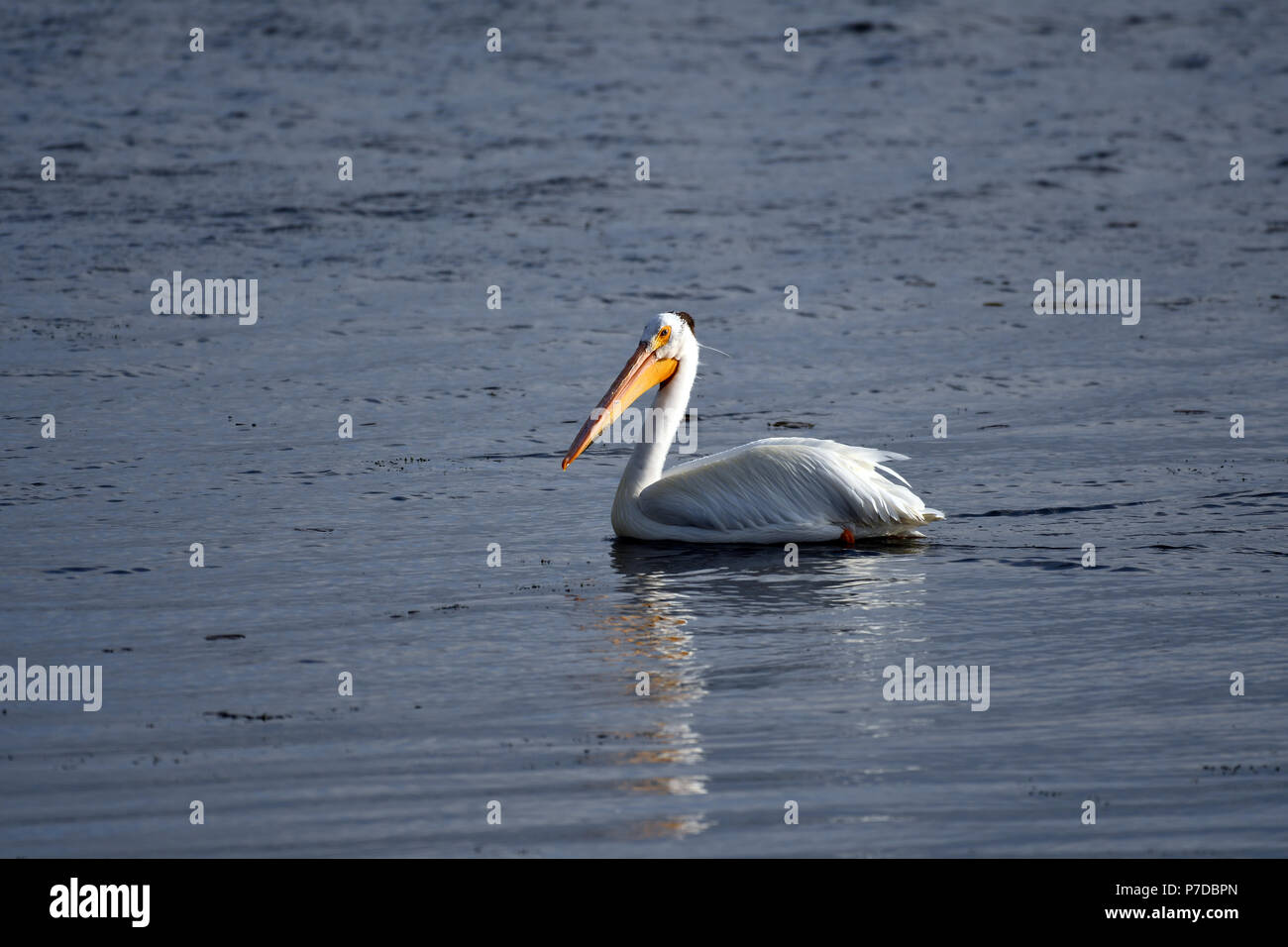American White Pelican schwimmend auf dem See Stockfoto