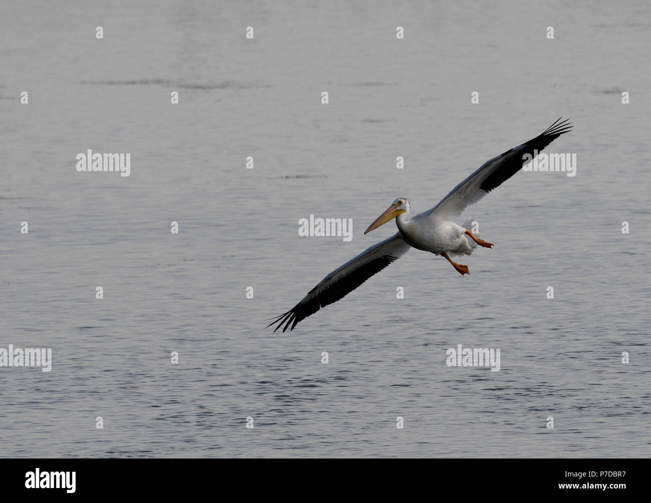 American White Pelican fliegen über See Stockfoto