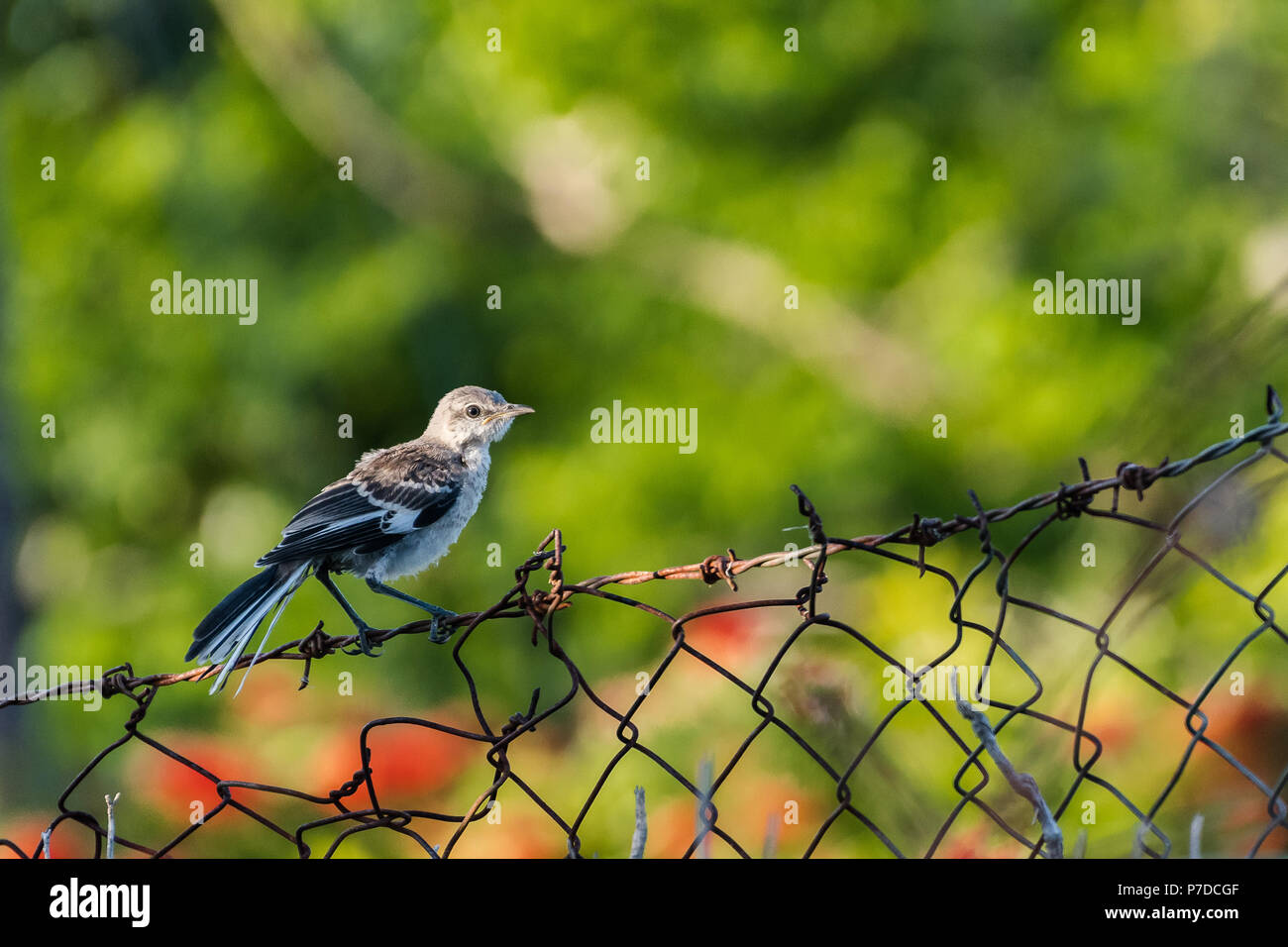 In der Nähe auf einem Northern Mockingbird thront auf einem Barb wired Zaun in Jamaika. Stockfoto