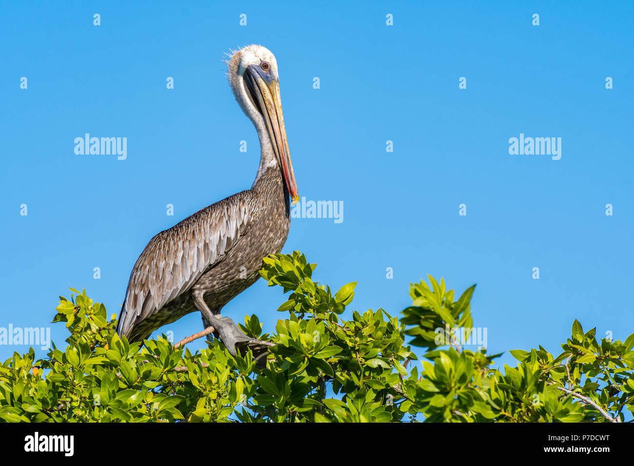 Eine Braune Pelikan thront auf einem Baum am Strand in Negril, Jamaika Stockfoto