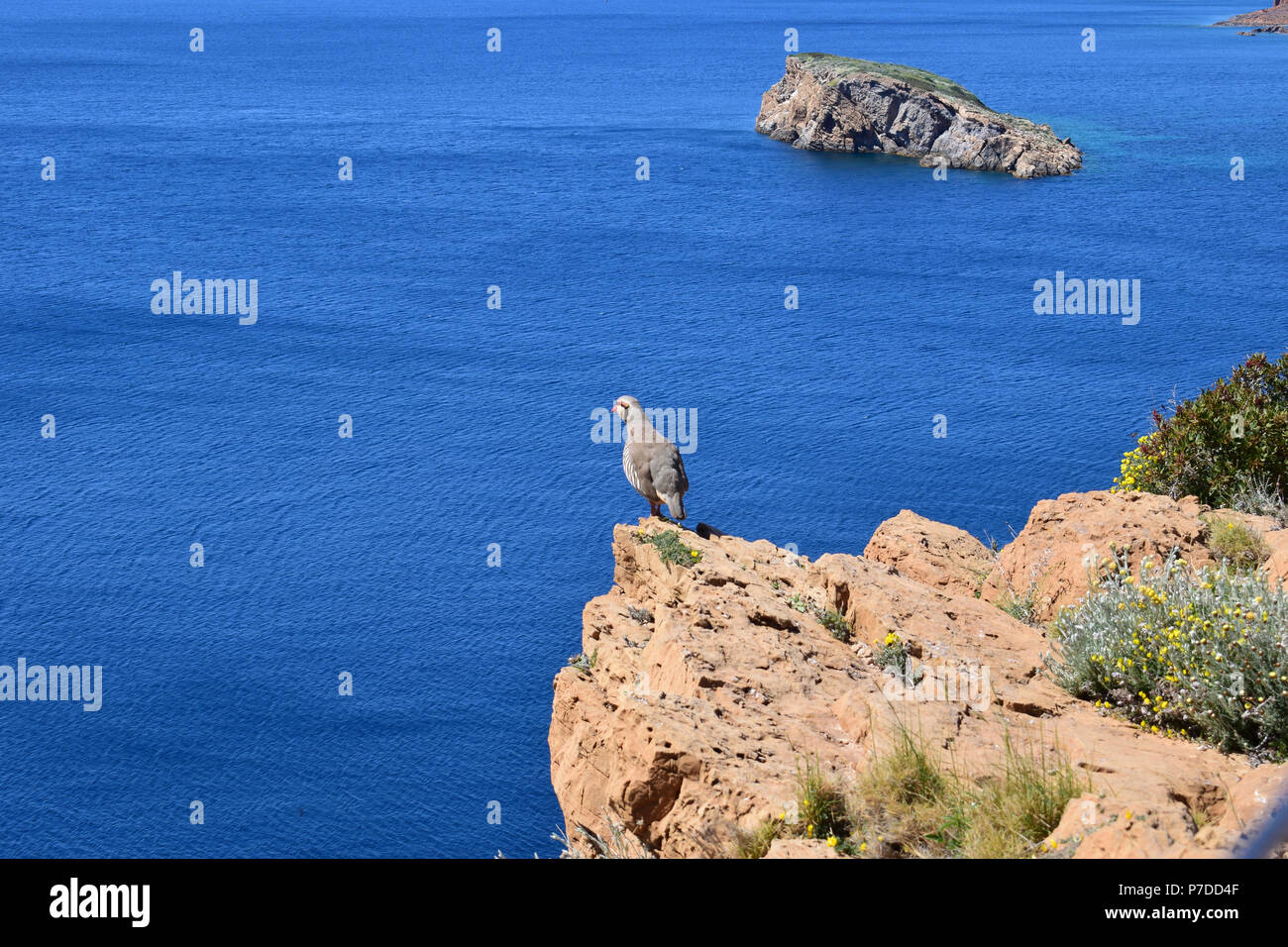 Rock Partridge (Alectoris graeca) Vogelarten stehen am Ende einer Klippe mit Blick auf das Meer im Hintergrund Stockfoto