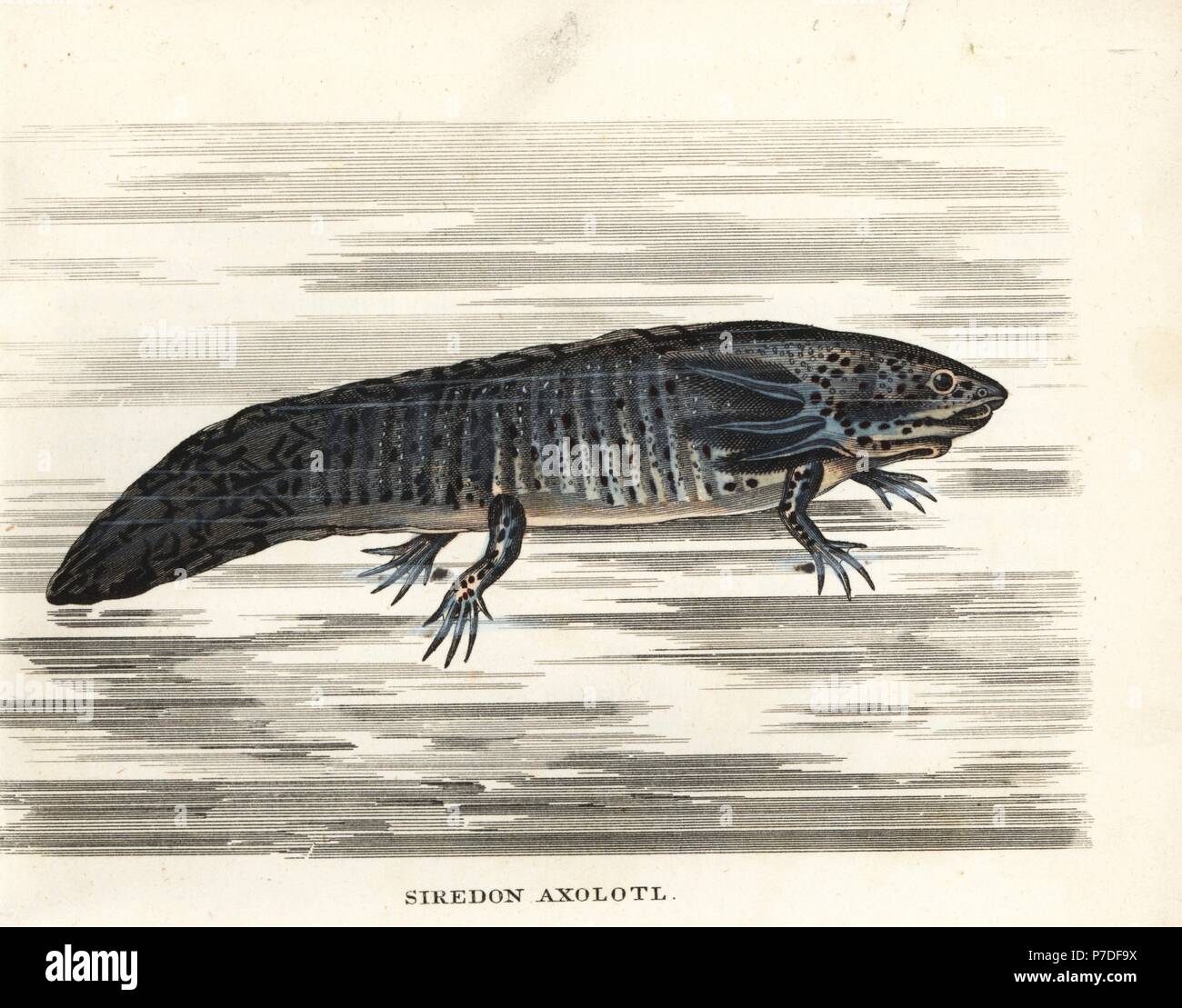Axolotl, Z.B. geschieht (Siredon Axolotl). Vom Aussterben bedroht. Handkoloriert Lithographie von Georg Friedrich Treitschkes Galerie of Natural History, Naturhistorischer Bildersaal des Thierreiches, Liepzig, 1842. Stockfoto