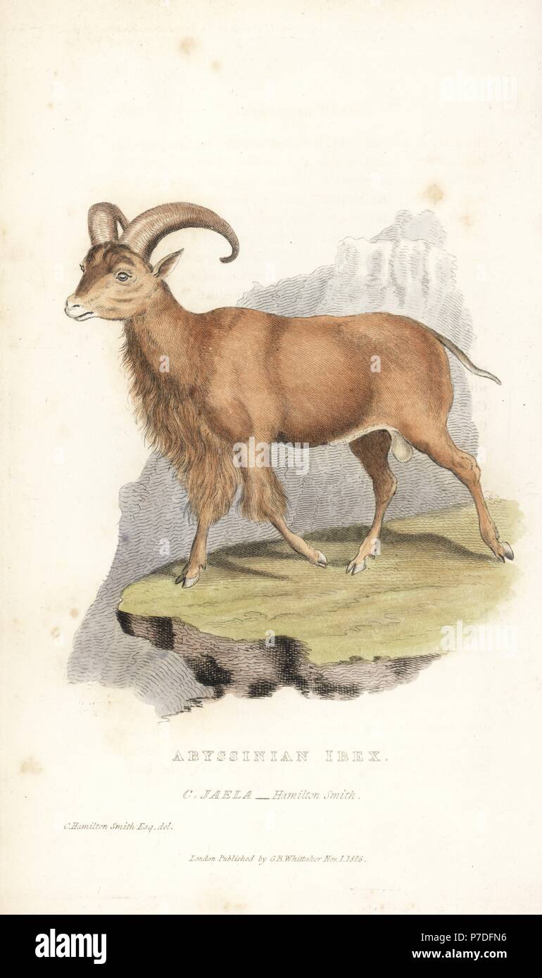 Nubischen Steinbock, Capra nubiana. Verwundbar. Abessinier Steinbock, Capra jaela. Papierkörbe Gravur nach einer Illustration von Charles Hamilton Smith von Edward Griffith der Tierwelt vom Baron Cuvier, London, Whittaker, 1827. Stockfoto