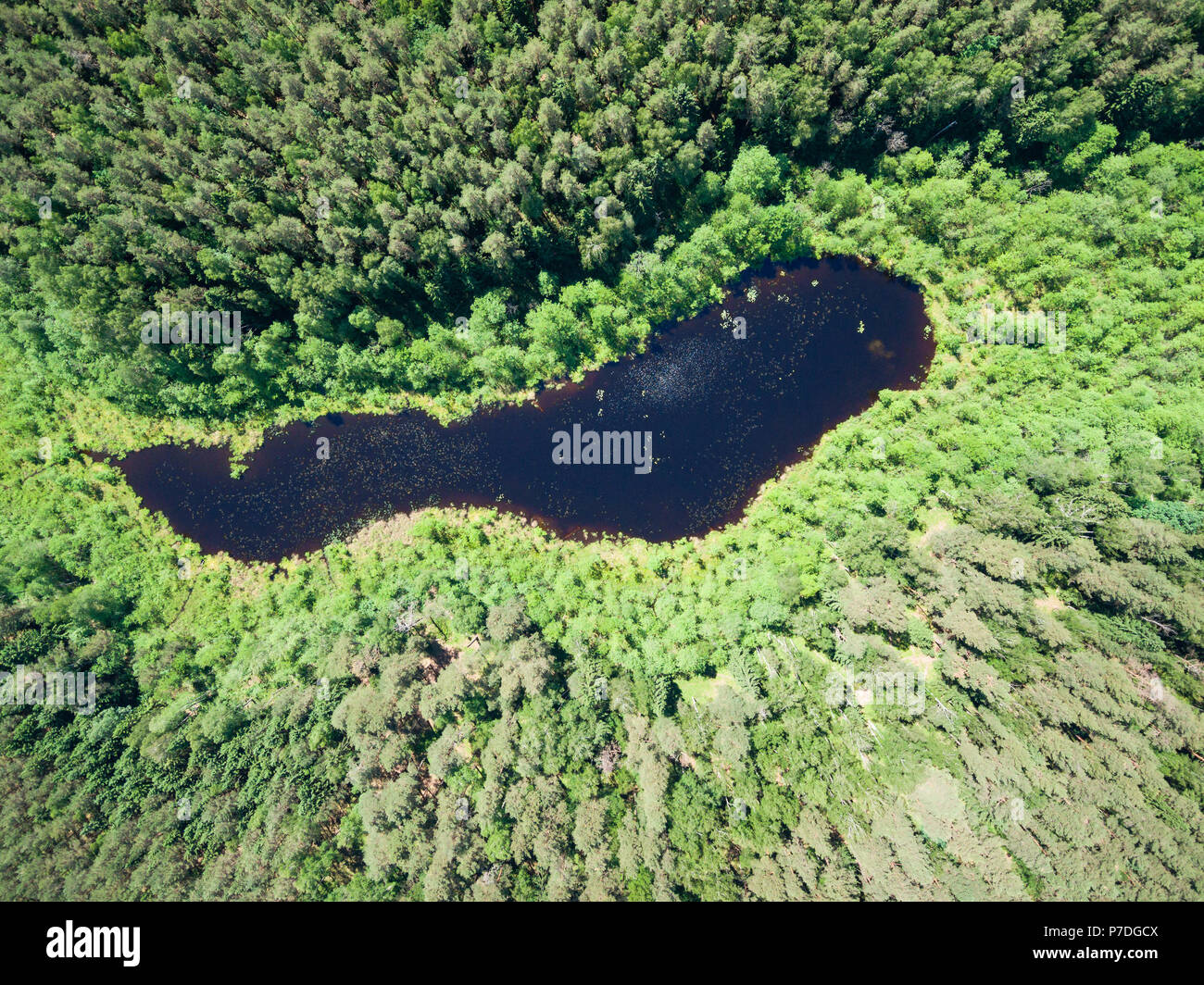 Aus der Vogelperspektive einen kleinen See in der Mitte der Wälder Stockfoto