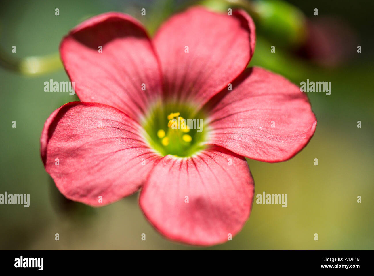 Nahaufnahme einer Blüte von aOxalis Tetraphylla "Iron Cross" Stockfoto