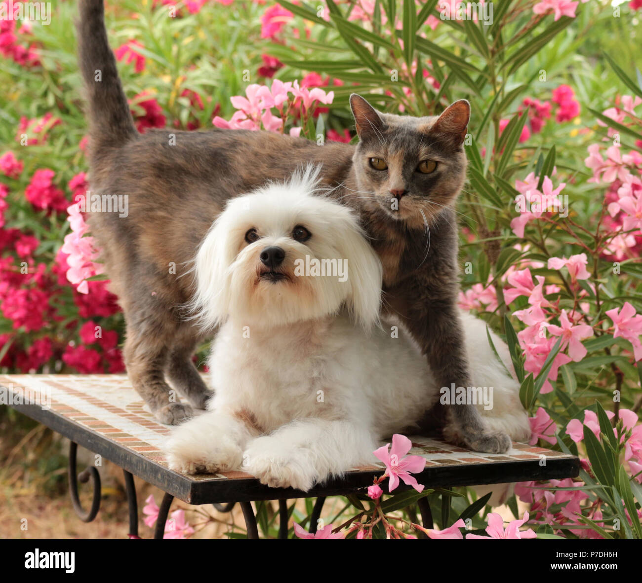 Malteser Hund und Katze im Garten Stockfoto