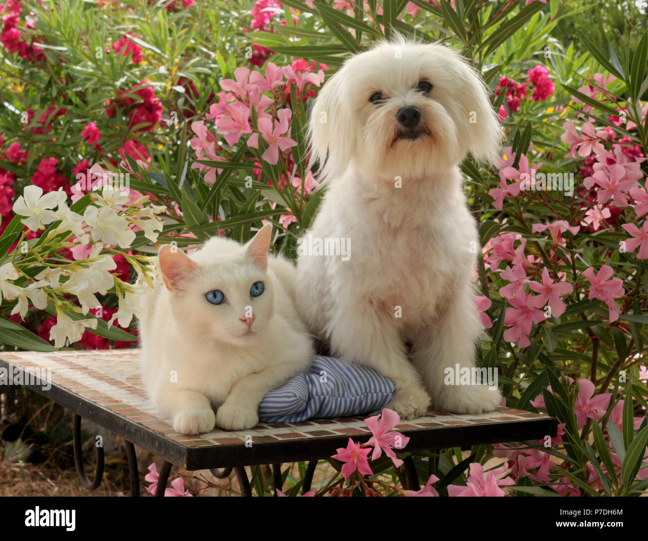 Eine weiße Malteser Hund und eine weiße Katze im Garten liegt zwischen Oleander Sträucher Stockfoto