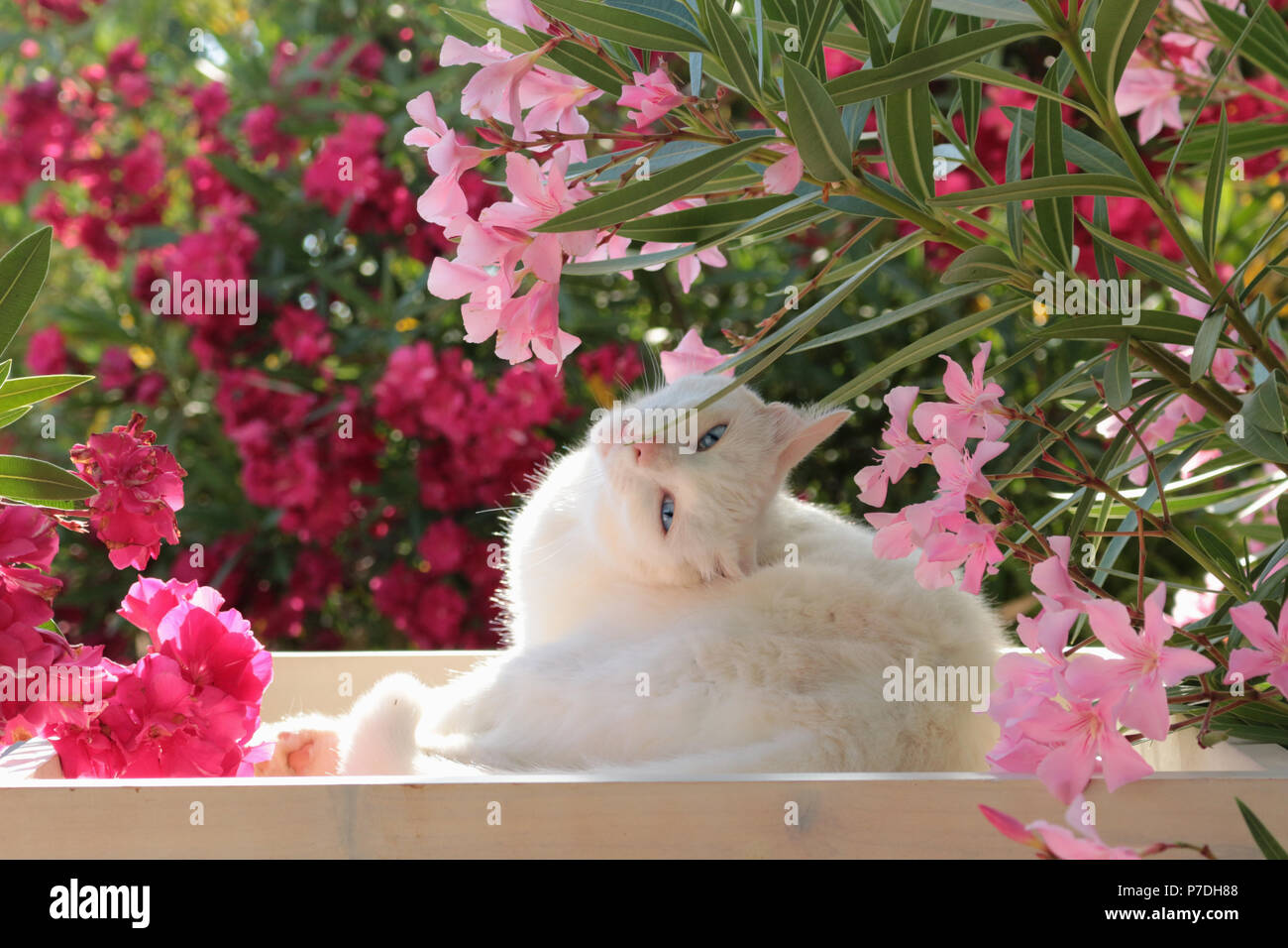 Weiße Katze sitzt zwischen Oleander Sträucher Stockfoto