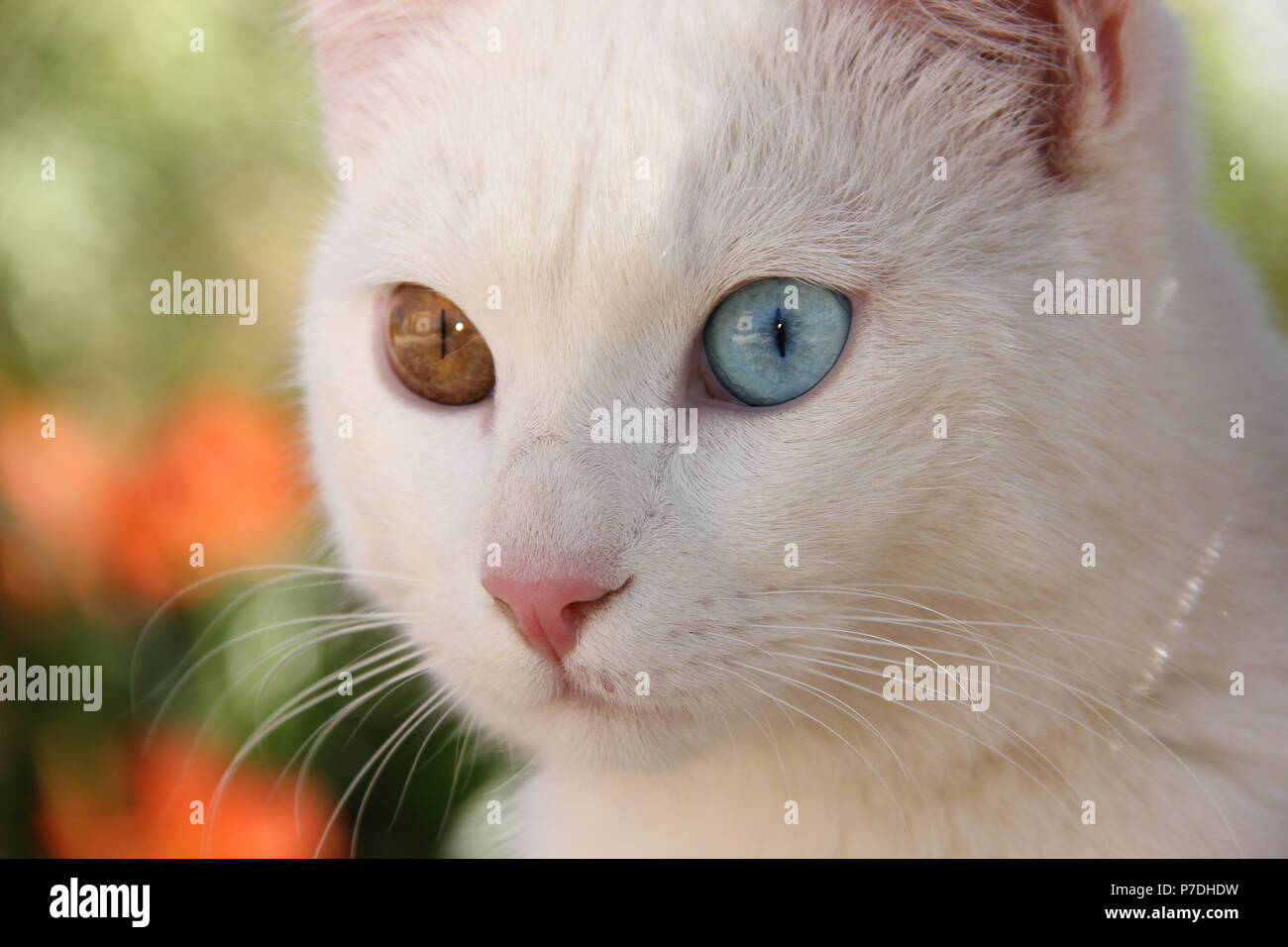 Porträt einer weißen Katze mit odd-eyes Stockfoto