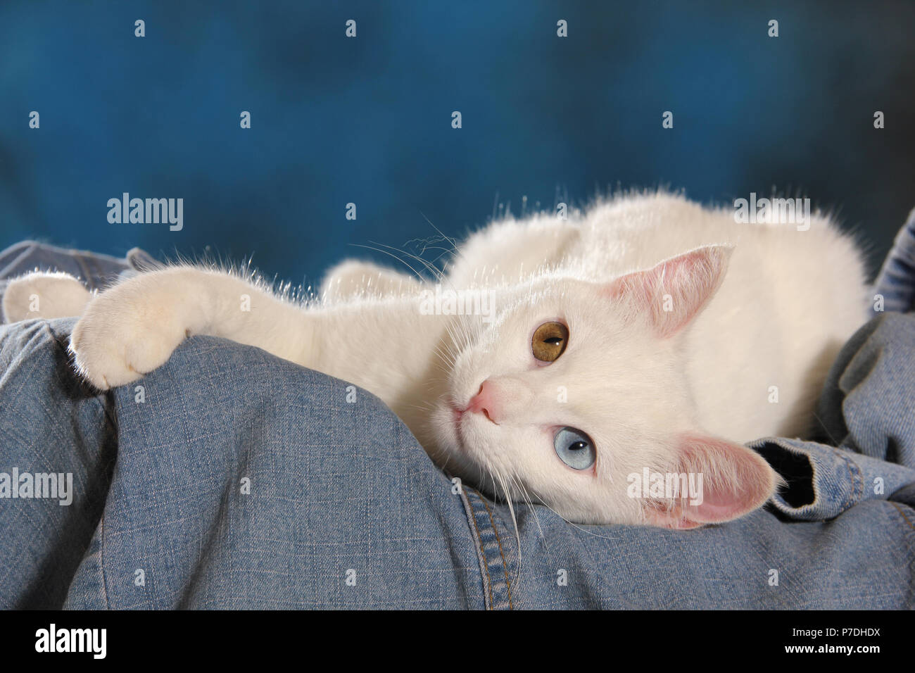 Eine weiße Katze mit odd-Augen liegen auf einer Jeans Stockfoto