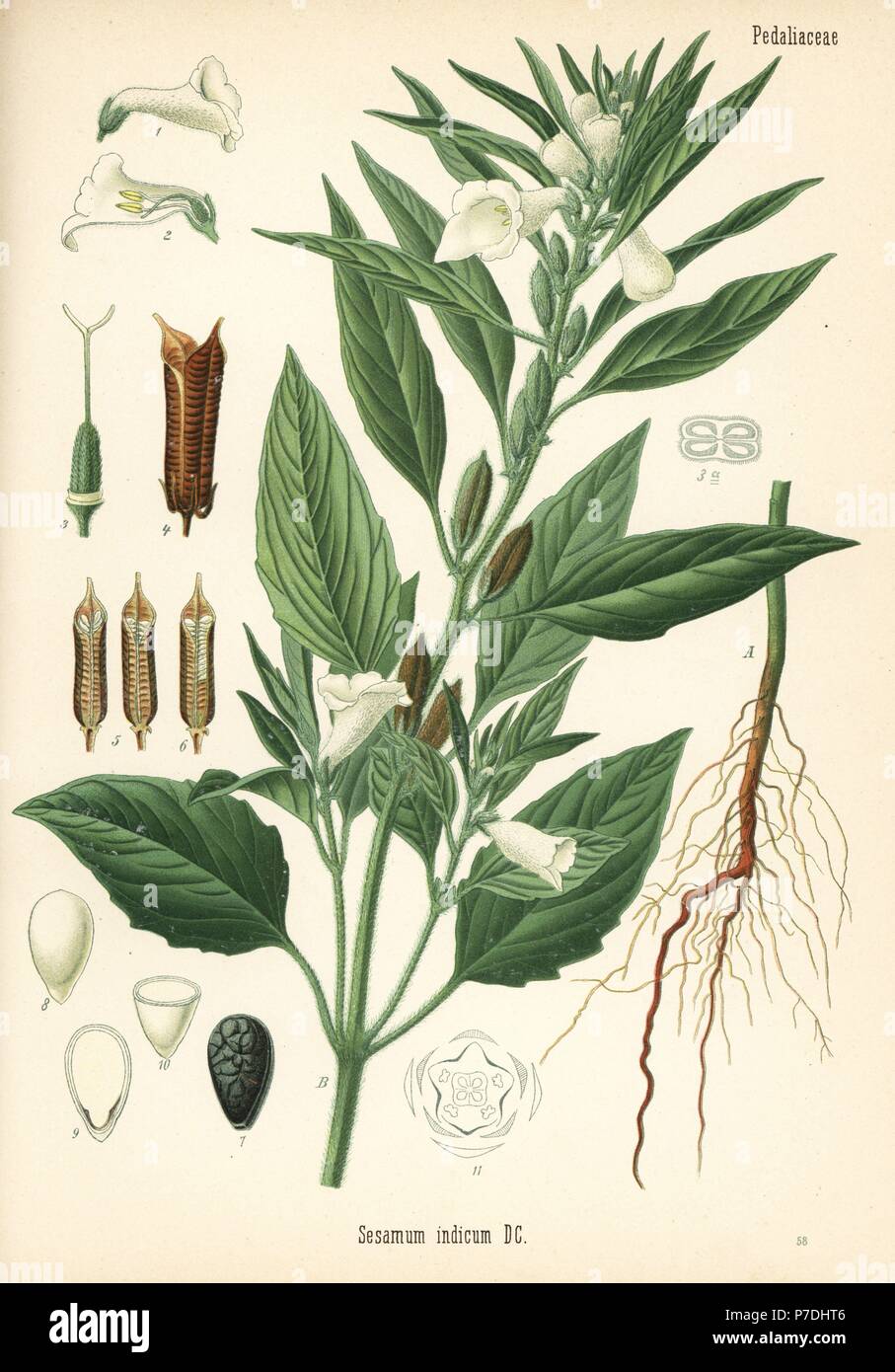 Sesam, gehören insbesondere Indicum. Chromolithograph nach einem botanischen Abbildung von Heilpflanzen Hermann Adolph von Koehler, von Gustav Pabst, Koehler, Deutschland, 1887 bearbeitet werden. Stockfoto