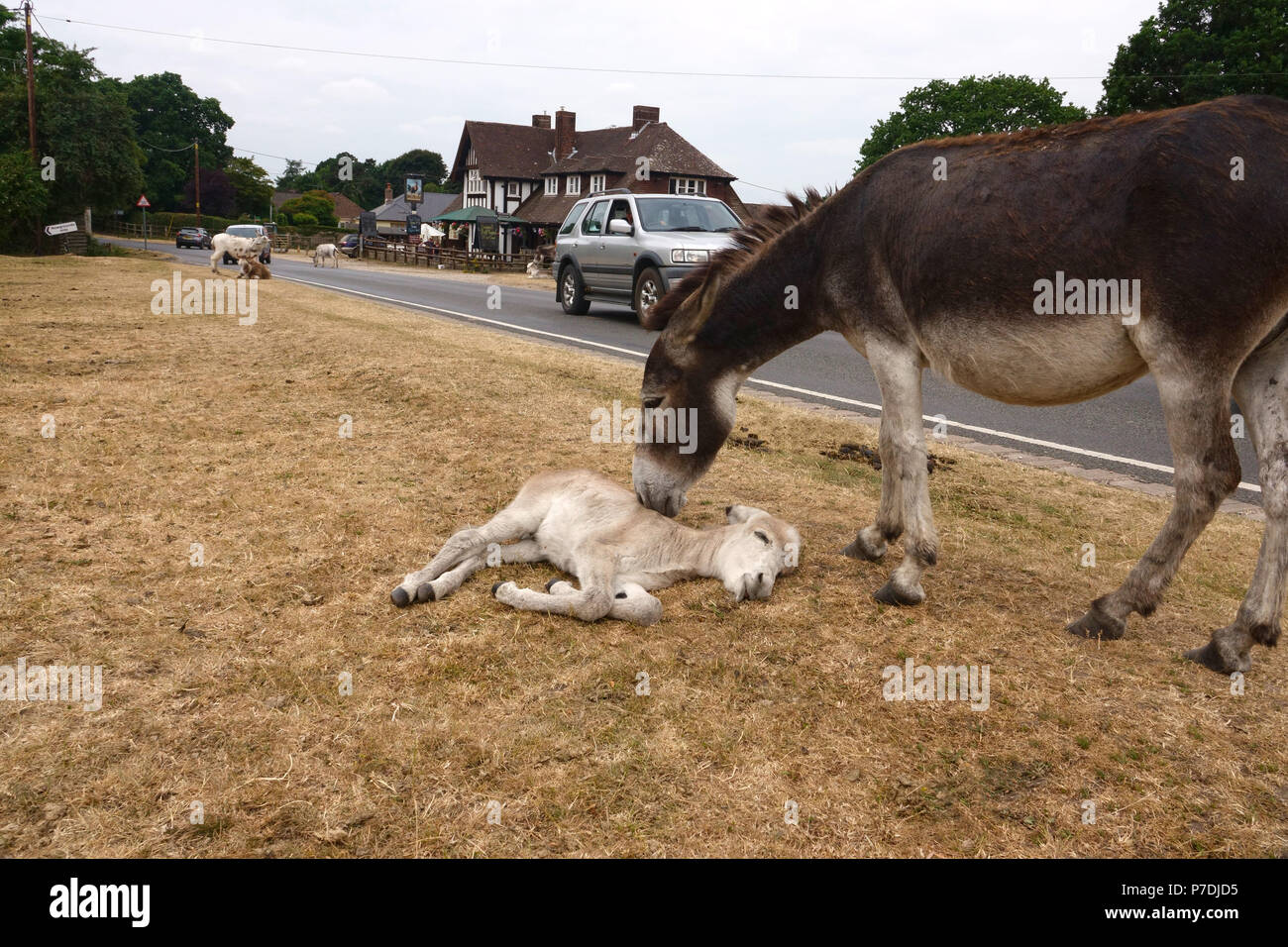 4. Juli, 2018 Godshill, Hampshire, UK. Neue Wald Esel leckt ihre Babys, wie sie auf dem roadfside in der Nähe ihrer Lieblingsmusik entspannen frequentieren außerhalb des Figh Stockfoto