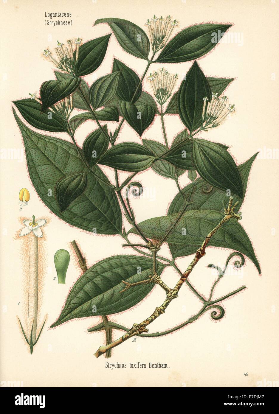 Curare, Strychnos Toxifera. Farblitho nach eine botanische Illustration von Hermann Adolph Koehler Heilpflanzen, herausgegeben von Gustav Pabst, Köhler, Deutschland, 1887. Stockfoto