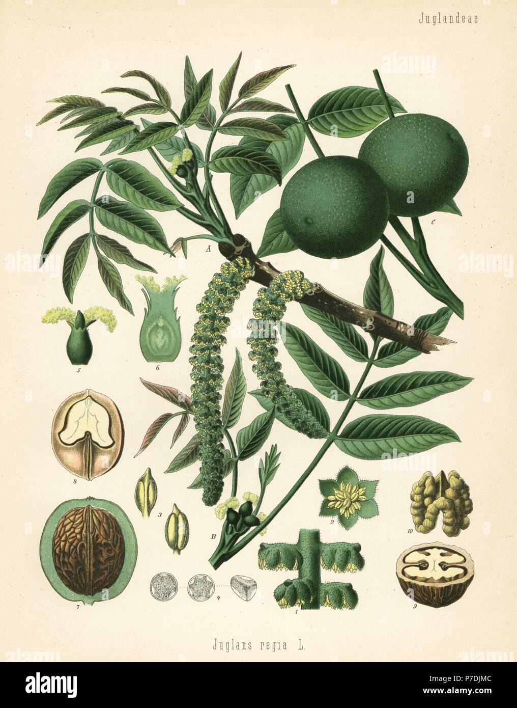 Walnuss, Juglans Regia. Farblitho nach eine botanische Illustration von Hermann Adolph Koehler Heilpflanzen, herausgegeben von Gustav Pabst, Köhler, Deutschland, 1887. Stockfoto