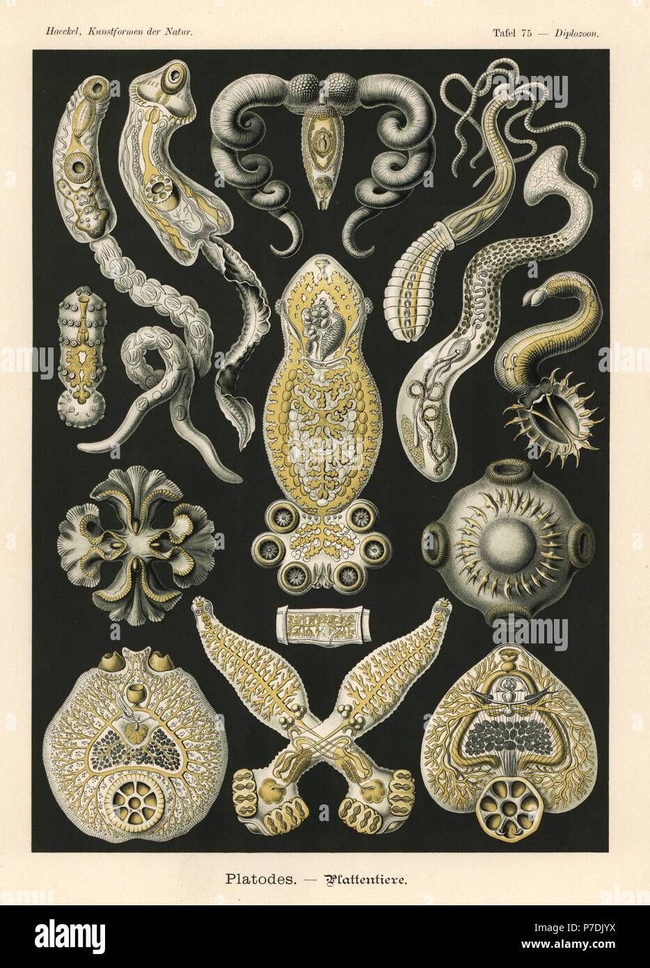 Caryophyllaeus laticeps Fotos und Bildmaterial in hoher Auflösung Alamy