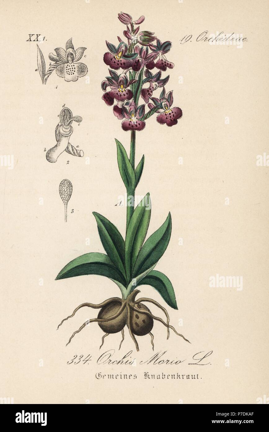 Green-winged Orchid oder Grün-Geäderte Orchidee, Anacamptis morio (Orchis morio). Papierkörbe Lithographie von Diederich von Schlechtendal der Deutschen Flora (Flora von Deutschland), Jena, 1871. Stockfoto