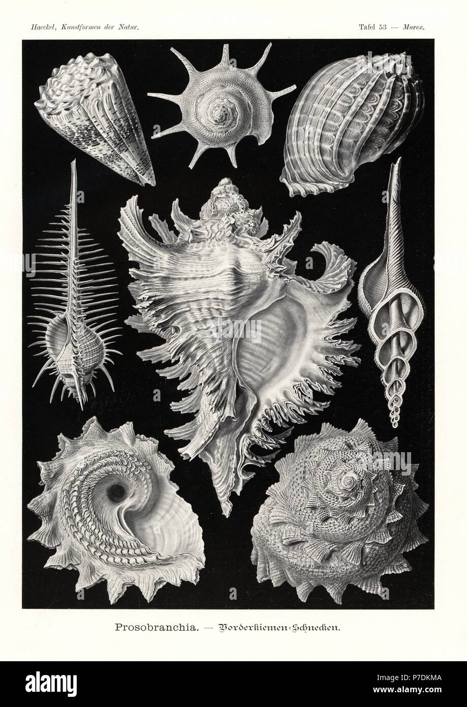 Prosobranchia Meer Schneckenhäuser: triumphale Sterne Turban, Guildfordia Triumphans 1 imperial Kegel, Conus Imperialis 2, Madras Harfe, Harpa Davidis 3, Venus Kamm, Murex Pecten Pecten 4, verzweigte Murex, Chicoreus Ramosus 5, Spinnrocken Spindel, Fusinus Colus 6 und Sunburst Sterne Turban, Astraea Heliotropium 7,8. Farblitho von Adolf Glitsch von einer Abbildung von Ernst Haeckel von Kunstformen in der Natur, Kunstformen der Natur, Liepzig, Deutschland, 1904. Stockfoto