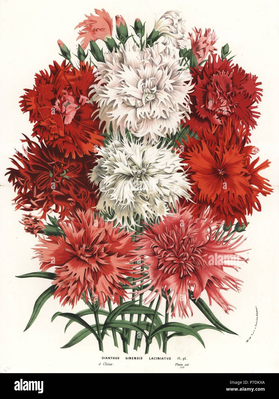 China Rosa Sorte, Dianthus Chinensis (Dianthus Sinensis Laciniatus). Handkoloriert Lithographie von Louis van Houtte und Charles Lemaire die Blumen von den Gärten und Gewächshäuser von Europa, Flore des Serres et des Jardins de l ' Europe, Gent, Belgien, 1870. Stockfoto