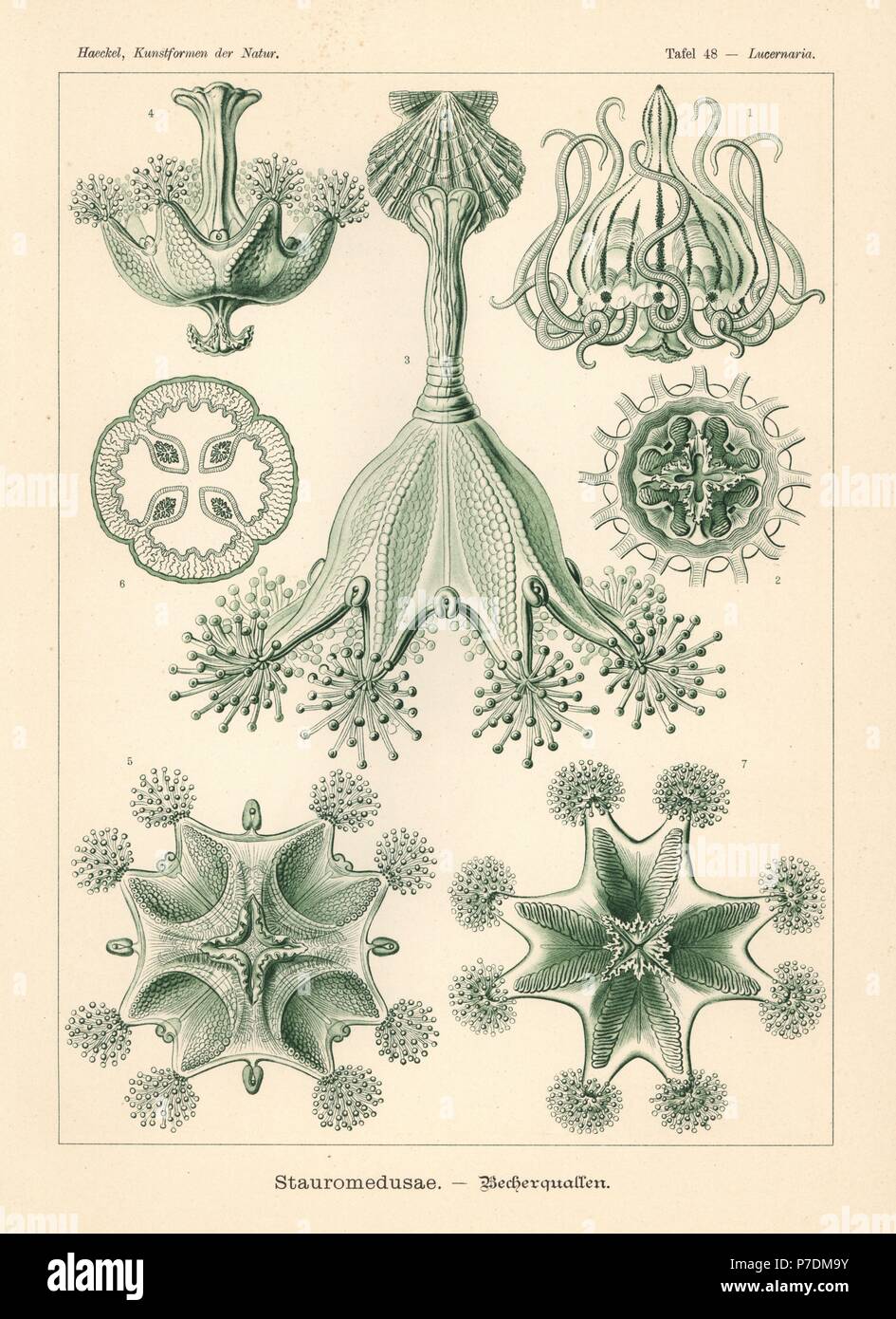 Staurozoa oder gestielt Quallen: Tesserantha Connectens 1,2, Haliclystus Auricula 3,4,5, Lucernaria Bathyphila 6 und Lucernaria Quadricornis 7. Farblitho von Adolf Glitsch von einer Abbildung von Ernst Haeckel von Kunstformen in der Natur, Kunstformen der Natur, Liepzig, Deutschland, 1904. Stockfoto