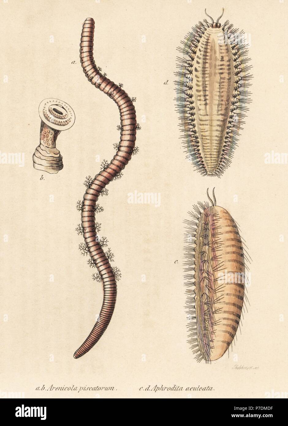 Wattwurm, Interpretation Marina (Interpretation Piscatorum) und Meer Maus, Aphrodita Aculeata. Handkoloriert Lithografie von Gebhart nach einer Illustration von Seminarteilnehmern aus Georg Friedrich Treitschke Gallery of Natural History, Naturhistorischer Bildersaal des Thierreiches, Liepzig, 1842. Stockfoto