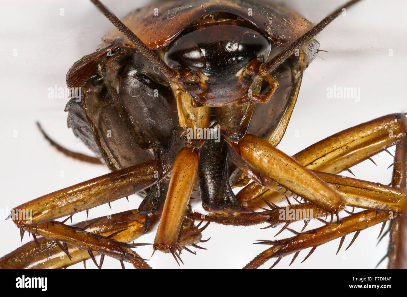 Kakerlake tot in Makro Nahaufnahme. Die Kakerlake ist eine urbane Insekt, der in der Lage ist, verschiedenen Krankheiten, Viren und Bakterien Vektor. Stockfoto