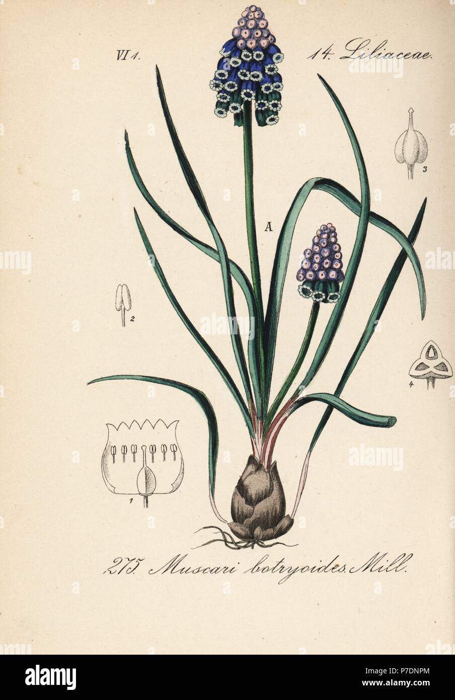 Pflanzen, Decandria Trigynia, z.B. Mauerpfeffer. Farblithografie von 1887. Tafel 23