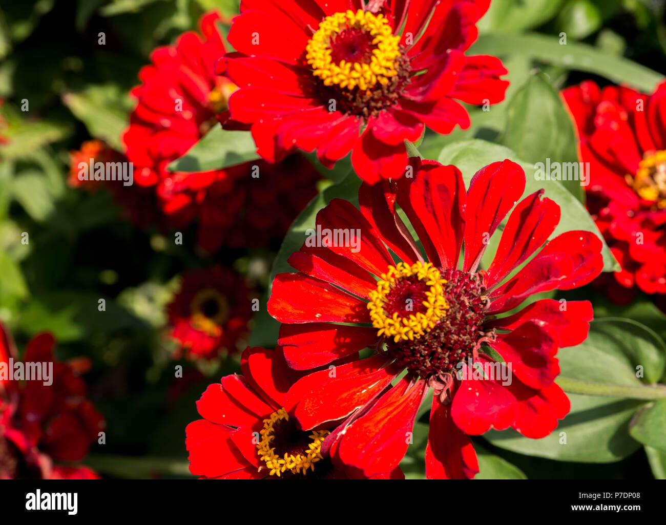 Rote Blumen im Garten im Juli Stockfoto