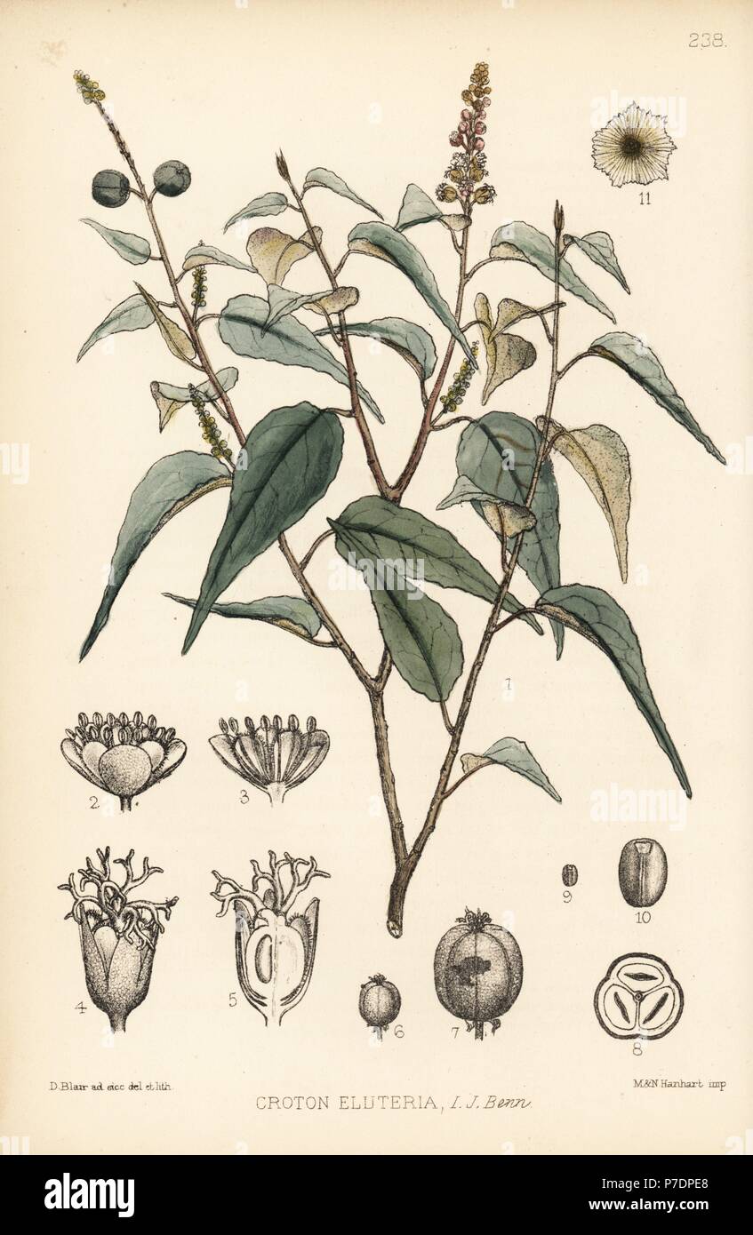 Sweetwood Rinde oder süße Rinde, Croton eluteria. Papierkörbe Lithographie von Hanhart nach einem botanischen Abbildung von David Blair von Robert Bentley und Henry Trimen von Heilpflanzen, London, 1880. Stockfoto