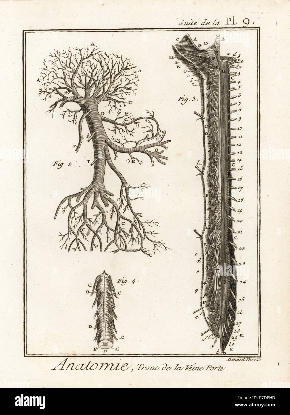 Stamm der Pfortader in die Leber. Kupferstich von Robert Benard von Denis Diderots Enzyklopädie, Pellets, Genf, 1779. Stockfoto