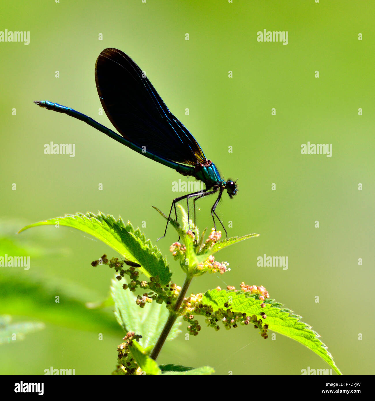 Schöne Demoiselle Damselfly (Calopteryx Virgo) Männlich, Juni Kent, UK. Stockfoto