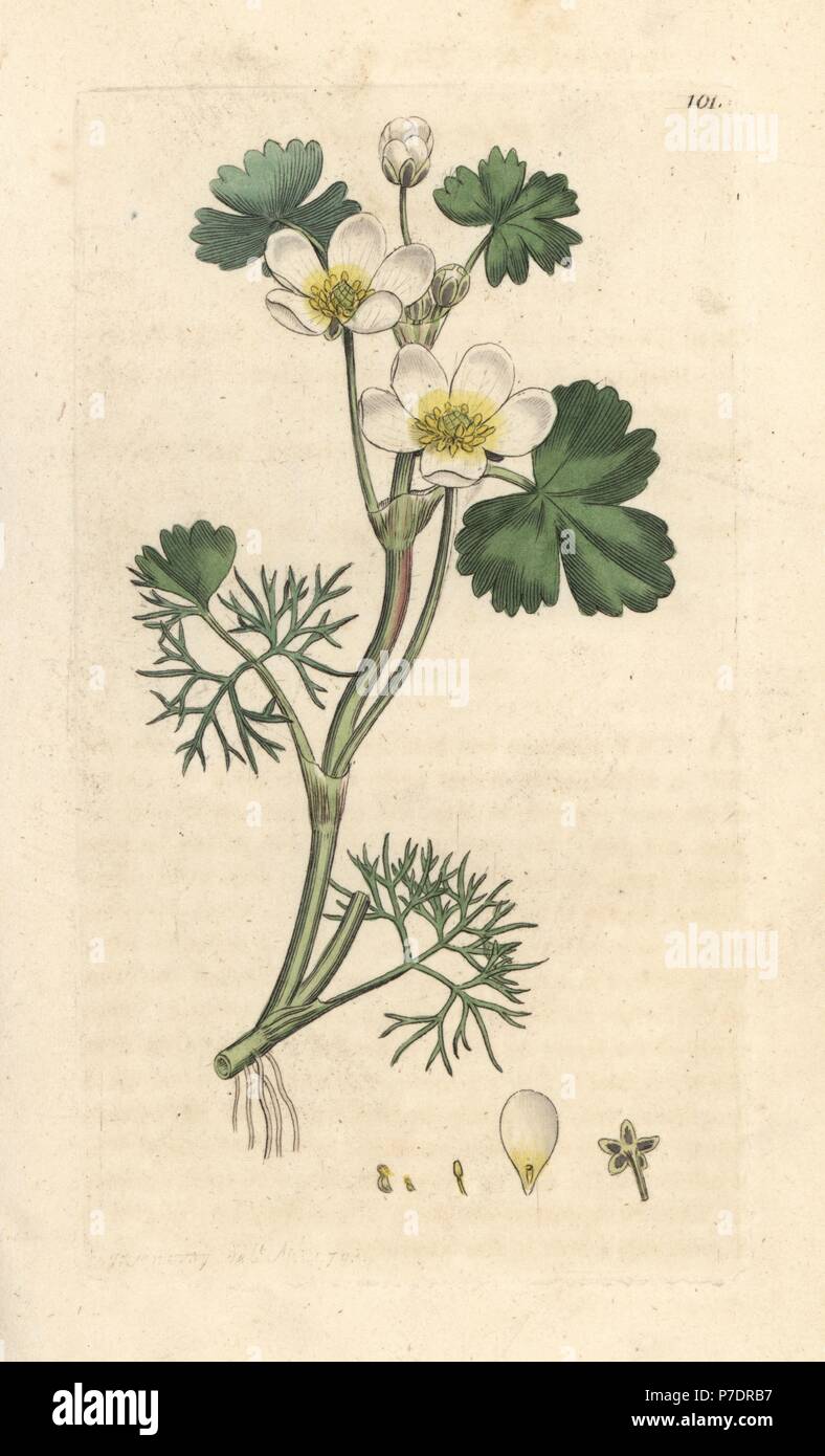 Wasser crowfoot, Ranunculus aquatilis. Papierkörbe Kupferstich nach einer Illustration von James Sowerby von James Smith's Englisch Botanik, London, 1793. Stockfoto