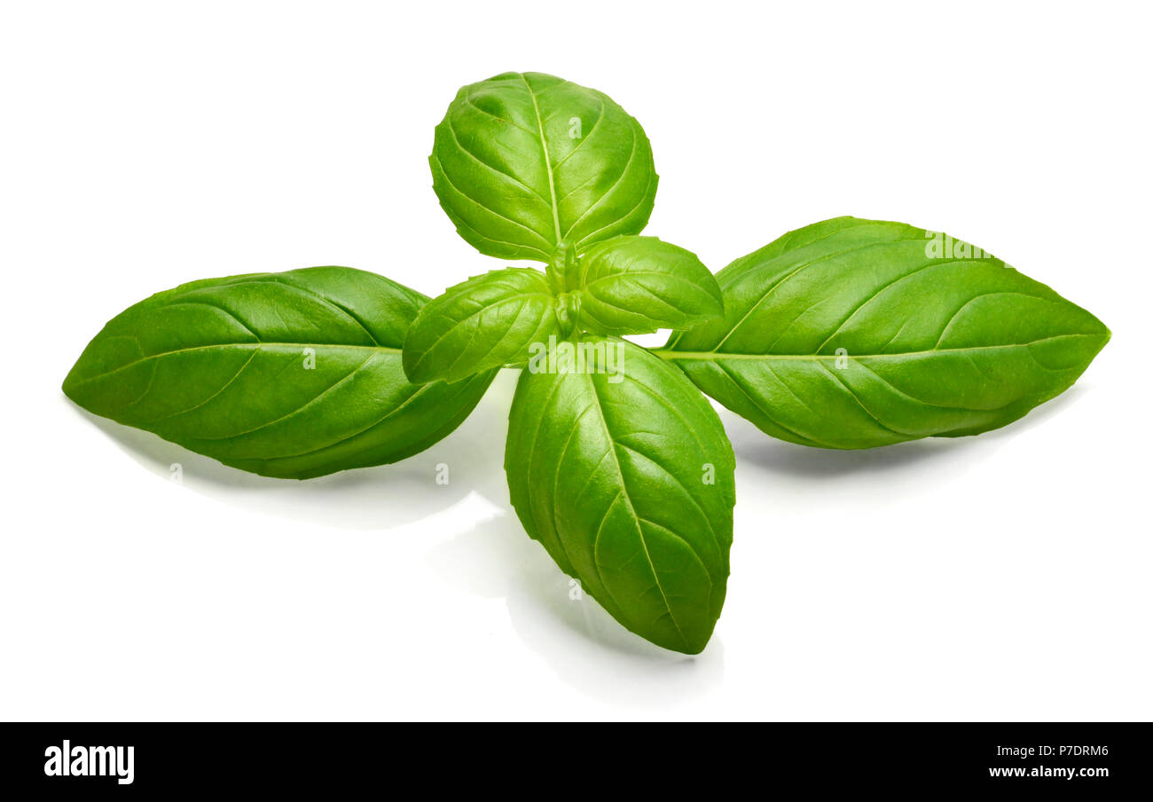 Frische Basilikumblätter oder grüne Blätter, auf weißem Hintergrund. Isolierte Basilikum Blätter, frische Kräuter. Stockfoto