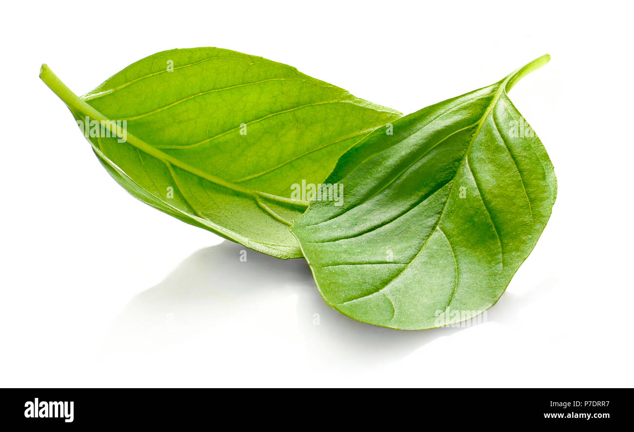 Frische Basilikumblätter oder grüne Blätter, auf weißem Hintergrund. Isolierte Basilikum Blätter, frische Kräuter. Stockfoto